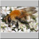 Criorhina berberina oxyacanthae - Gelbhaarige Hummelschwebfliege w09.jpg